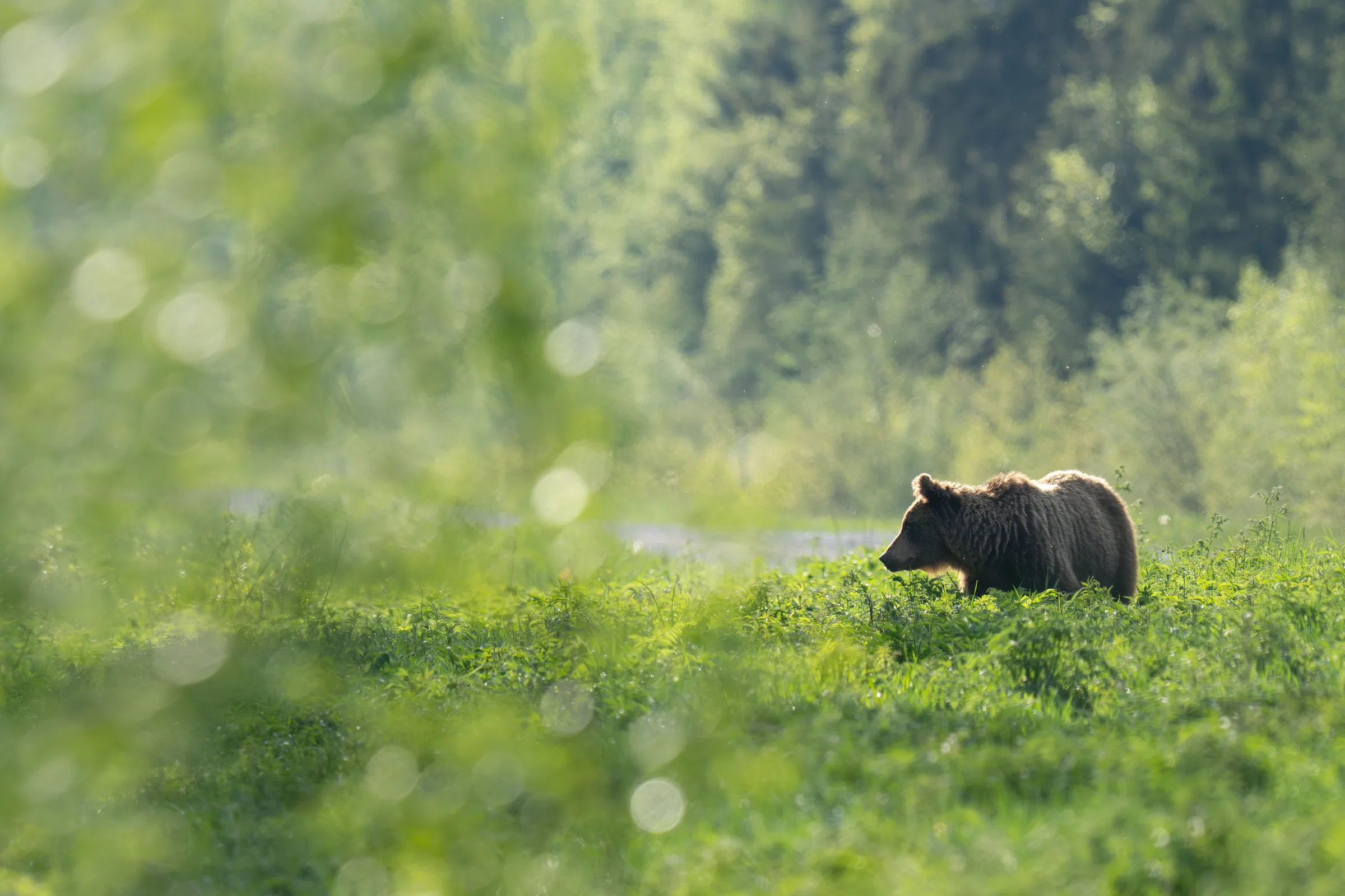 Pruunkaru liigub päikeselisel metsaserval kõrges rohus.