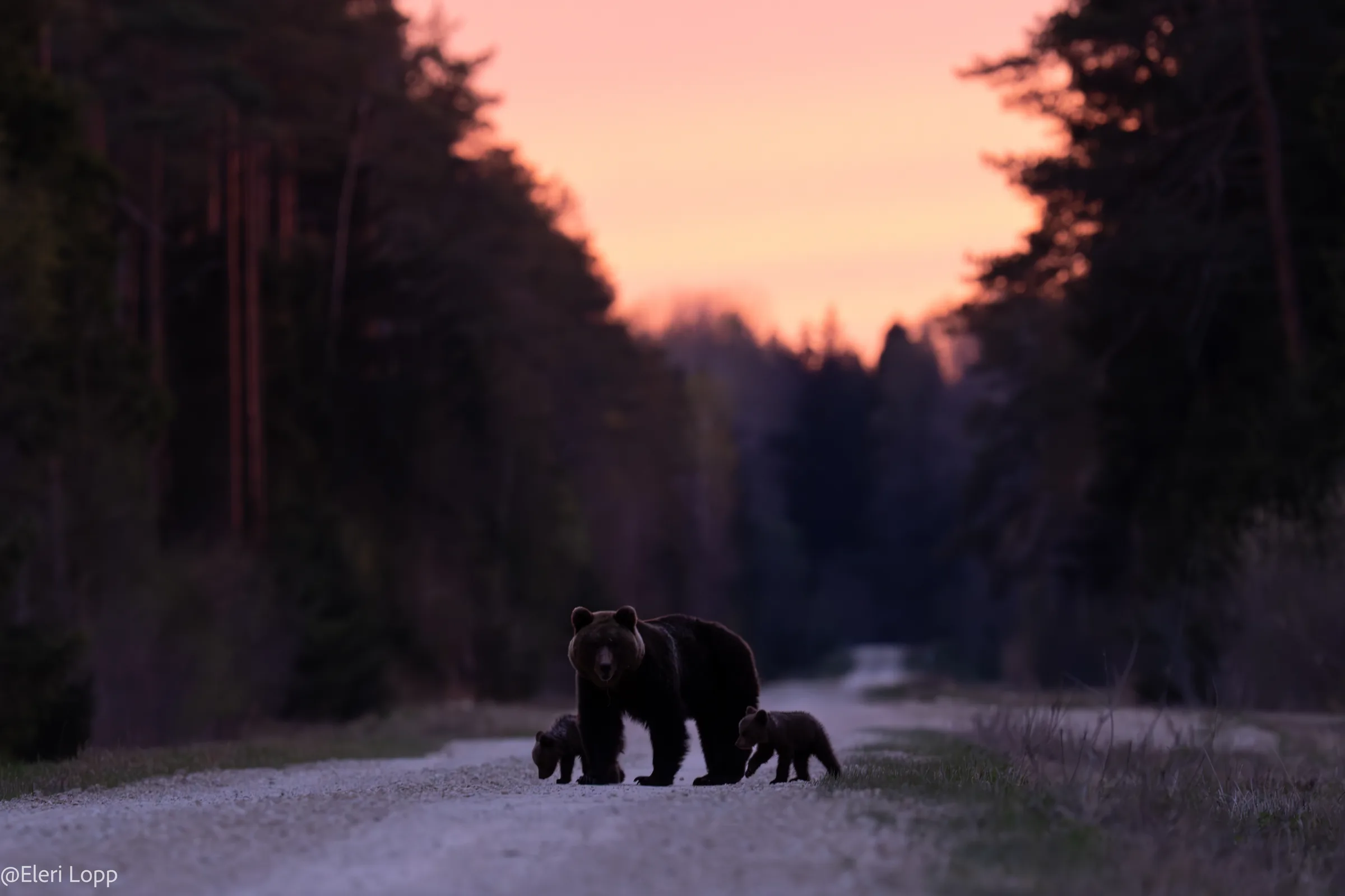 Emakaru liigub kahe pojaga hämaras mööda metsateed.