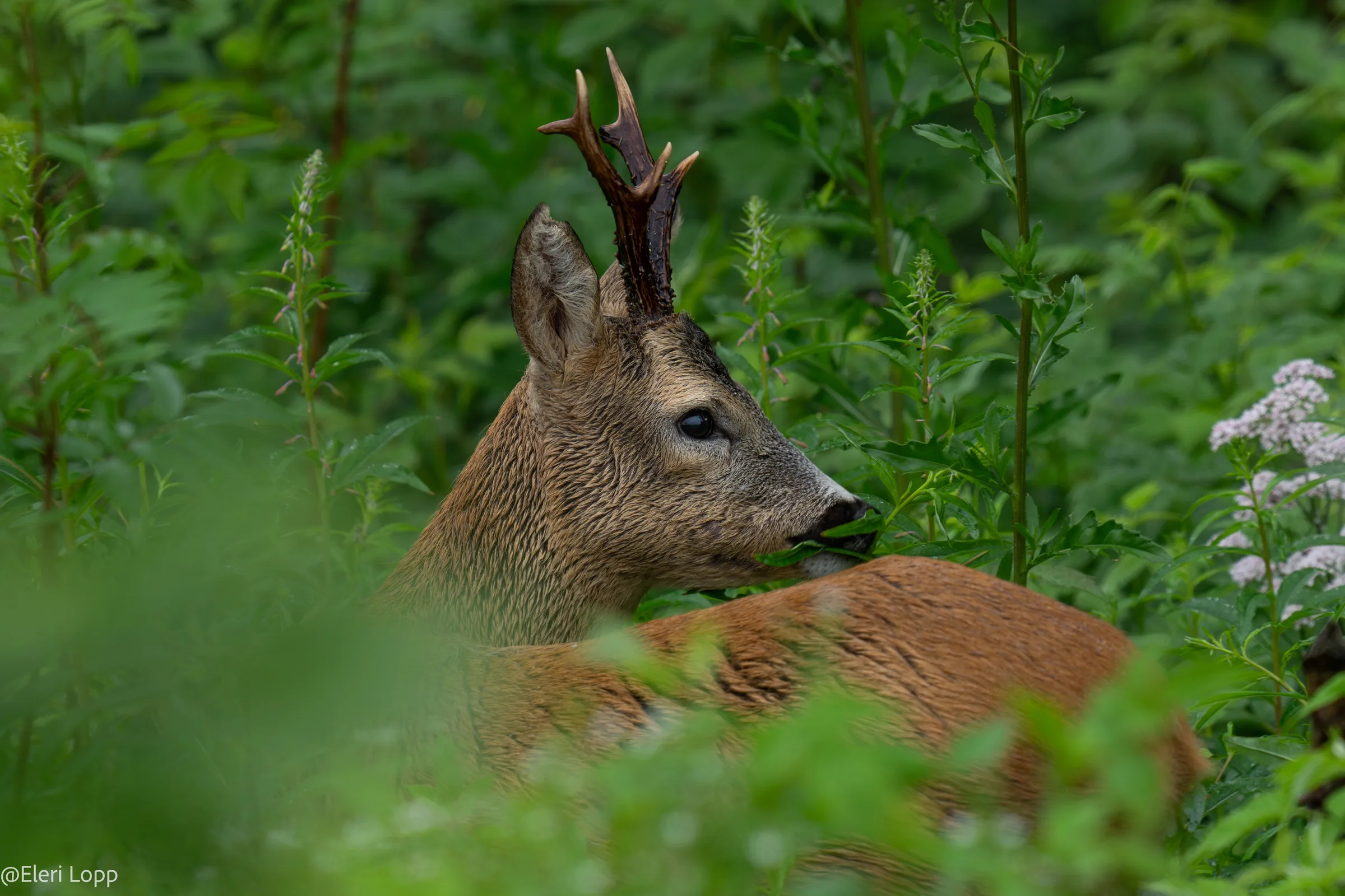 A roe deer buck among dense green vegetation.