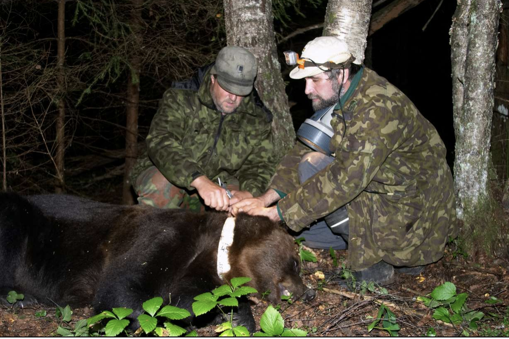 Kaks välitöötajat paigaldavad metsas uinutatud pruunkarule kaelust.